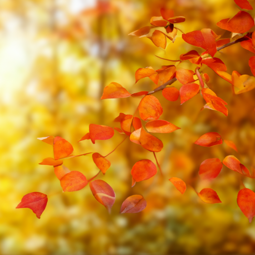 Fall Collection