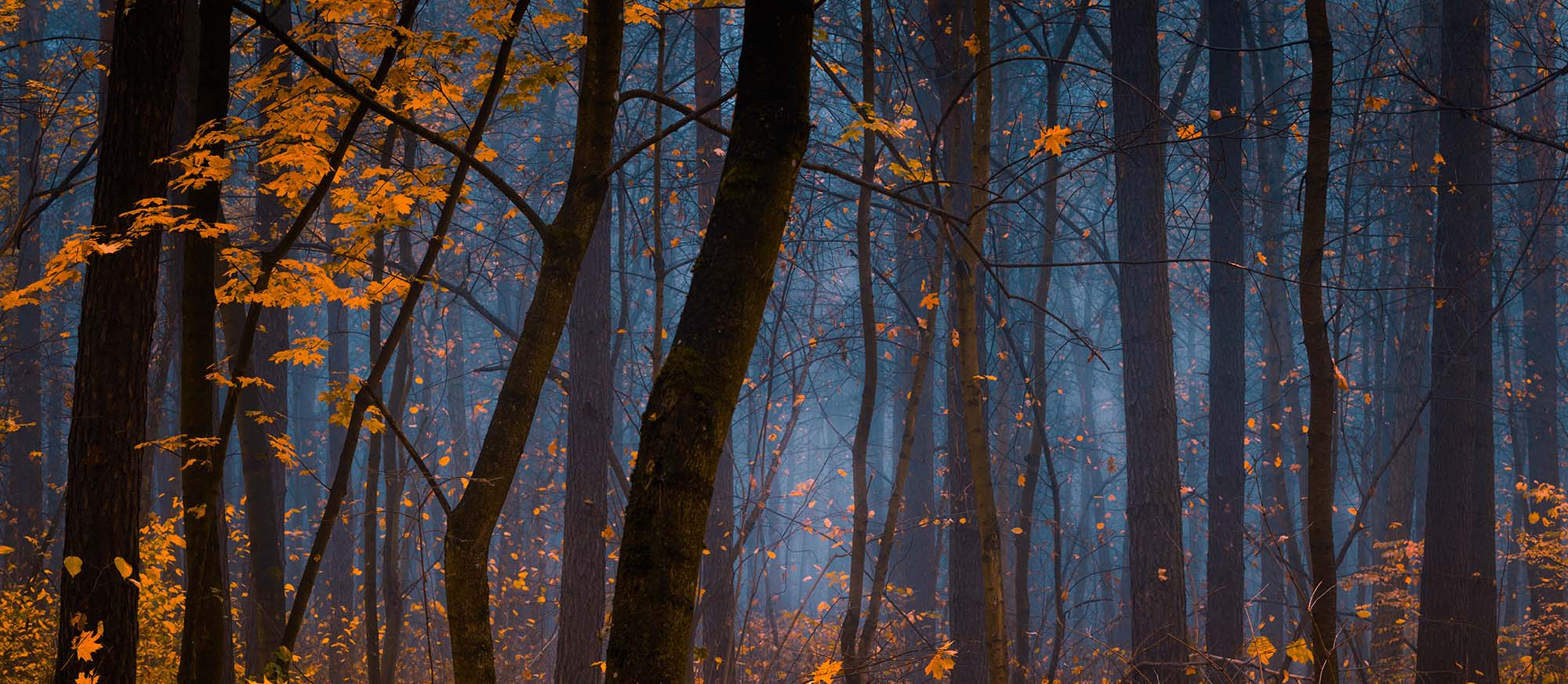 Silhouettes of trees with orange leaves against a blue sky in a forest