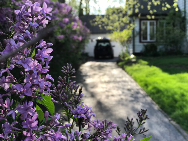 Our lilacs in Spring perfuming the yard. Lilac Bloom was born.