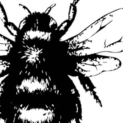 The Bee that bumbled around our garden and never left.