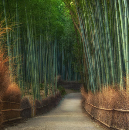 Bamboo Forest Highly Scented Soy Wax Candle & Melts
