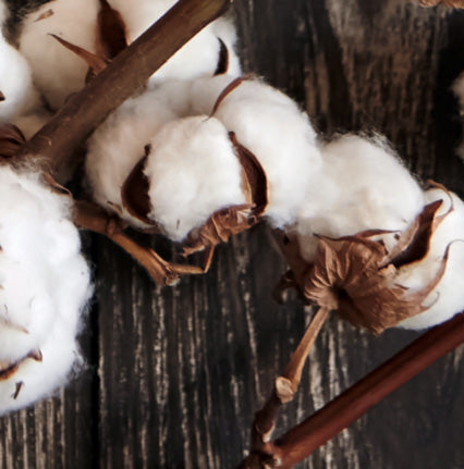 Close-up of cotton bolls on a wooden surface