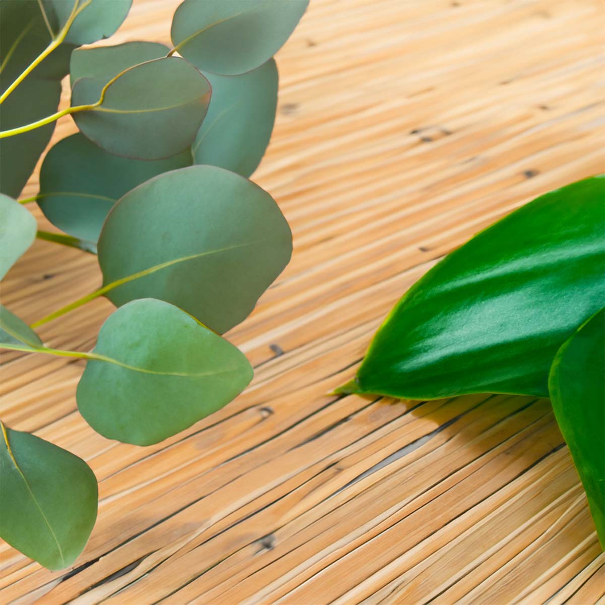 Eucalyptus & Jade Highly Scented Soy Wax Candle & Melts